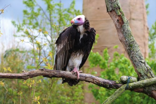 vulture  tree  bird