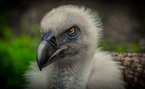 vulture  bird  animal
