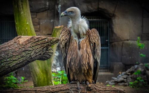 vulture  bird  animal