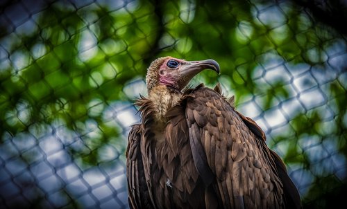 vulture  bird  animal world