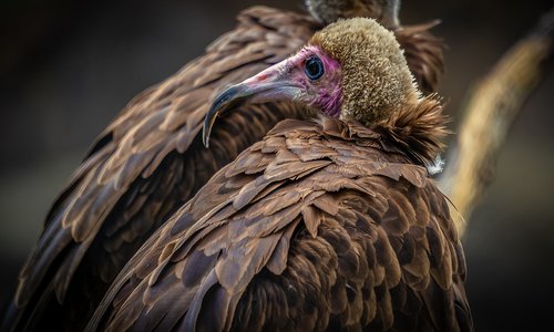 vulture  bird  bill