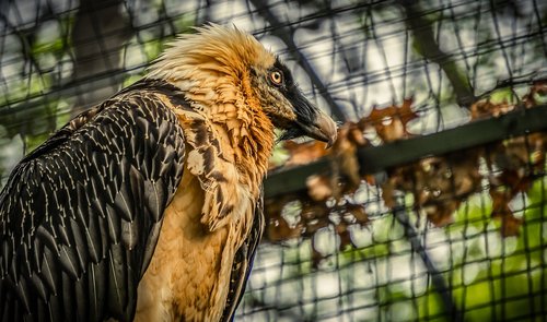 vulture  bird  feather