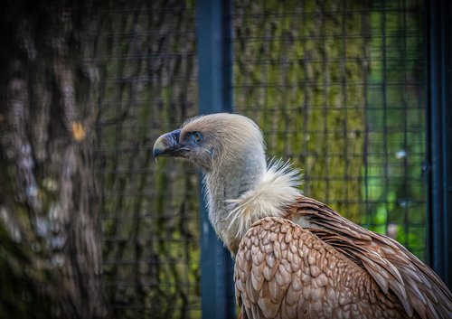 vulture  bird  head