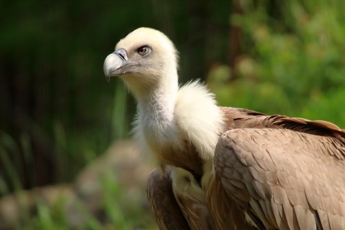vulture  bird  raptor