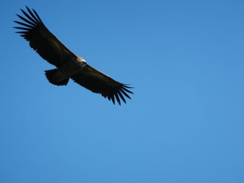 vulture soar majestic