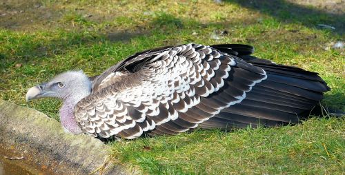vulture aasvogel feather