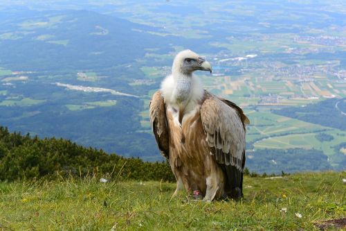 vulture salzburg austria