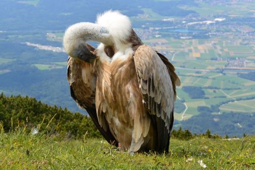 vulture bird aas face