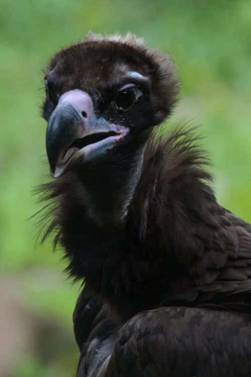 vulture bird bird of prey