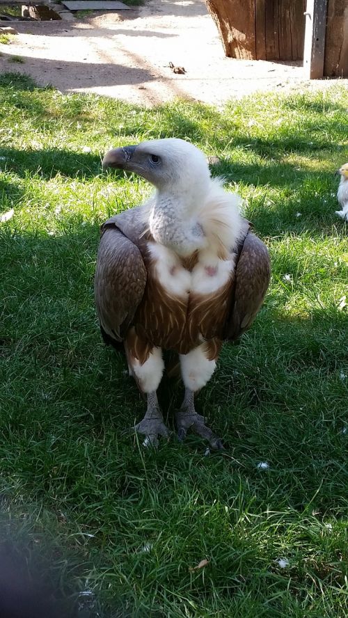 vulture bird zoo