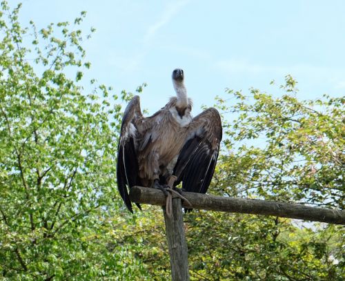 vulture wings bird