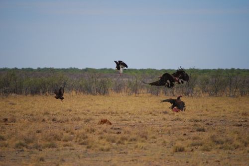 vulture fight fly