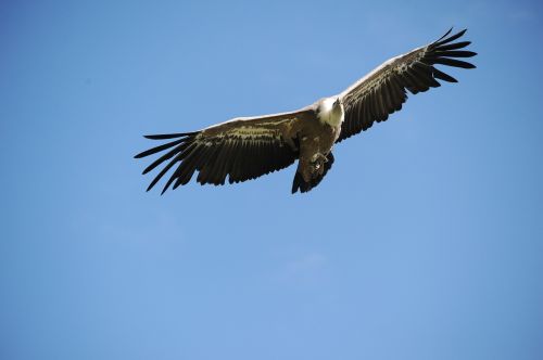 vulture bird of prey animal