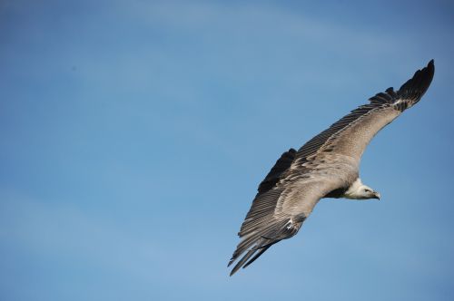 vulture bird of prey animal