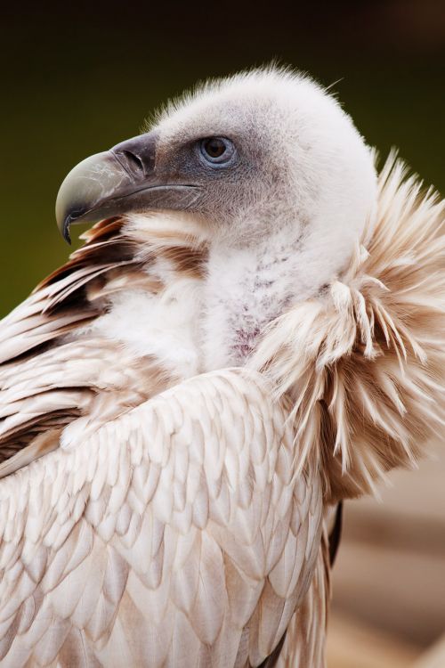 Vulture Portrait