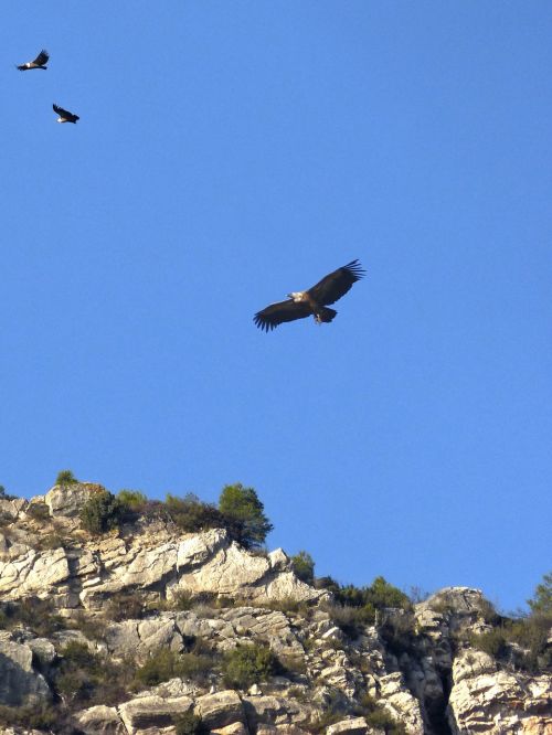 vultures hill priorat