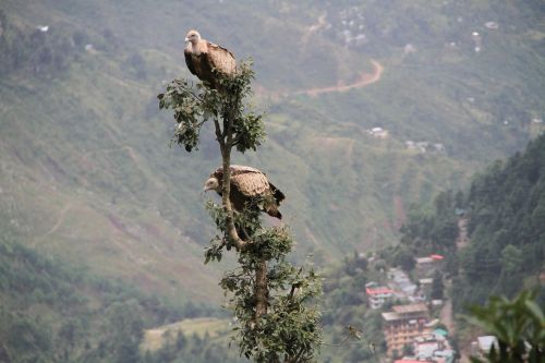vultures birds of prey wildlife