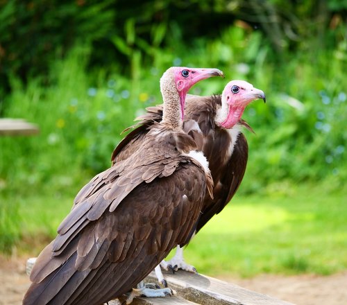 vultures  hooded vultures  bird