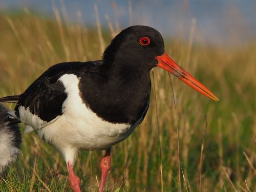 wader animals birds