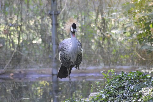 wader  crane  bird