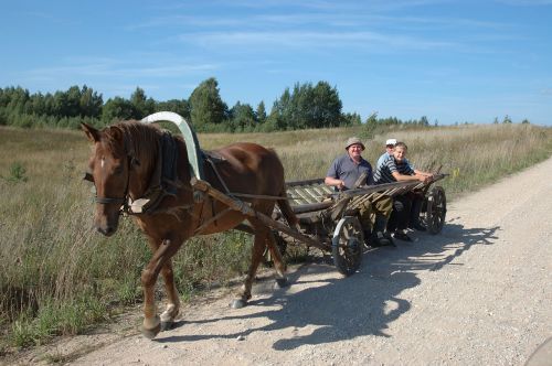 wagon coach horse