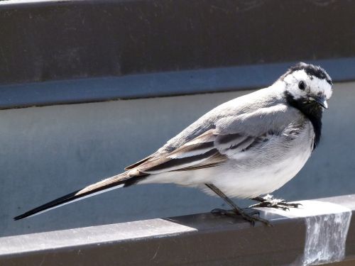 wagtail bird close-up