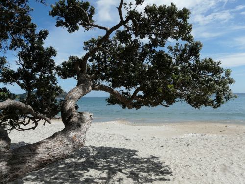 waiheke island new zealand beach