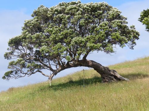 waiheke island new zealand tree