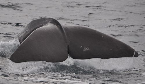 wal welsh sperm whale