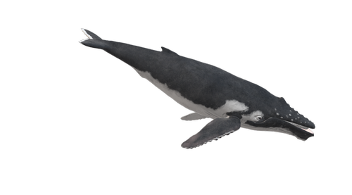 wal  humpback whale  animal