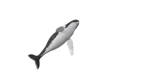 wal  humpback whale  animal