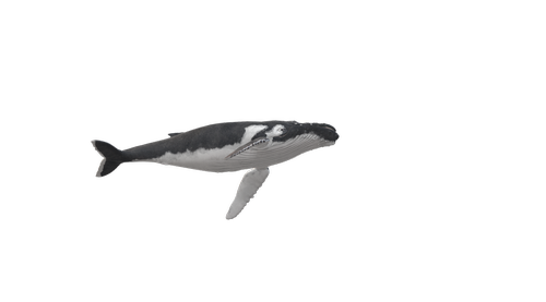 wal  humpback whale  animal