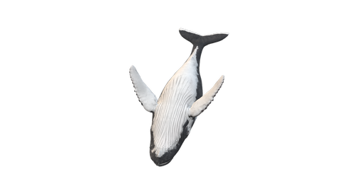 wal  humpback whale  animal