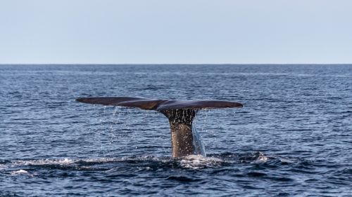 wal sperm whale caudal fin