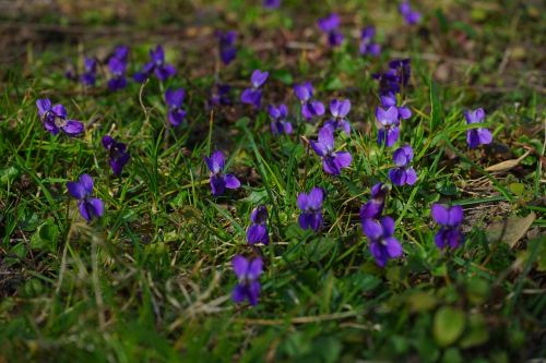 wald violet violet flower