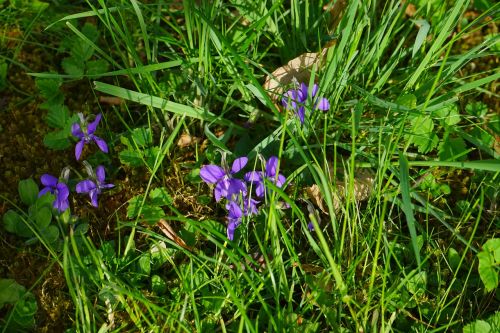 wald violet violet flower