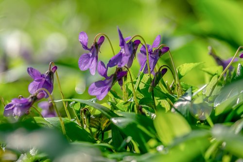 wald violet  violet  flower