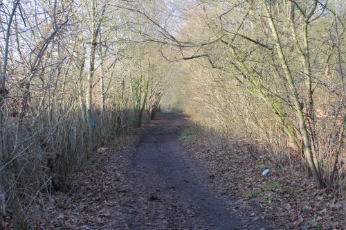 Forest Walk