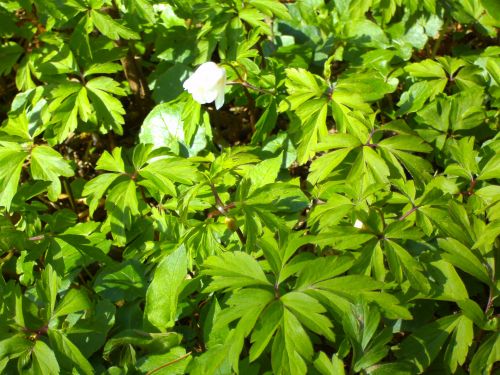 Forest Flowers