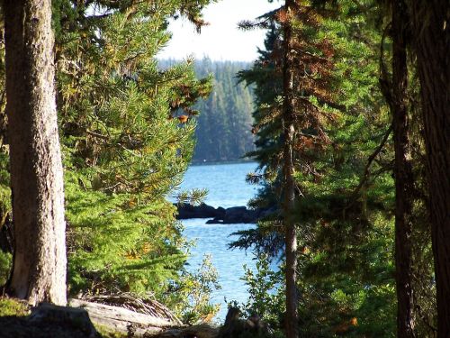 waldo lake lake trees