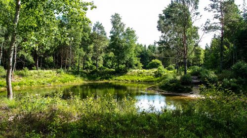 waldsee lake forest