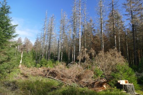 waldsterben reafforestation contrasts