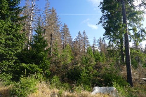 waldsterben reafforestation contrasts