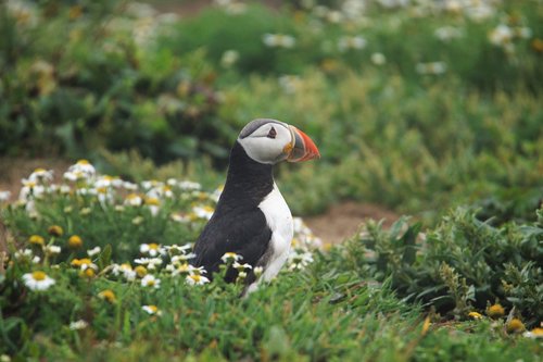 wales  puffin  bird