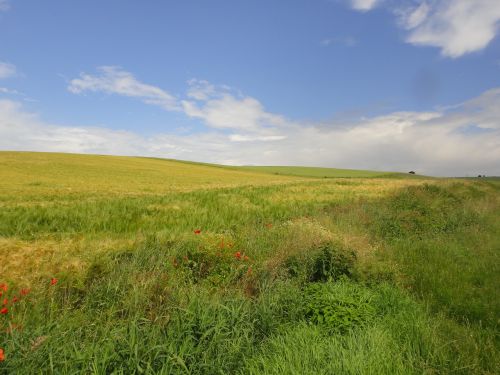 walk field landscape