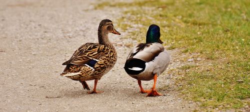 walk pair pair of ducks