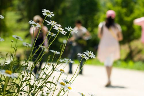 walk daisy people