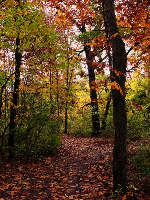 Walk In The Park