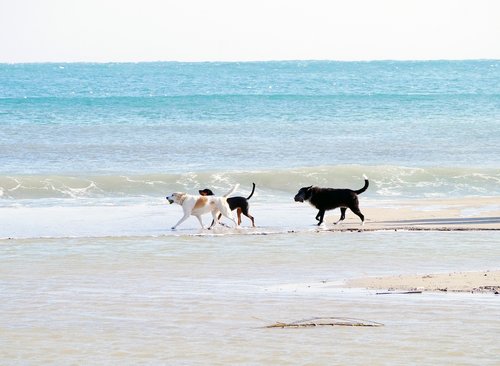 walk on the beach  beach  sea