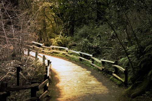 walking path nature